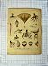 C1790-C1900 Botany Different Kinds Roots Plants Nature
