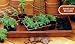 5 Burpee All Purpose Growing Trays