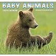 Baby Animals 2009 Wall Calendar