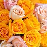 Send Fresh Cut Bulk Flowers - 500 Mid Stem Assorted Roses Wholesale