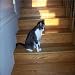 Cat Companion Cat Purring