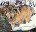 Wolves 2009 Calendar