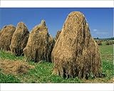 IMAGE OF Photographic Prints of A group of haystacks on farmland near Nachod in East Bohemia, Czech Republic, from Robert Harding