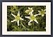 Framed Prints of Syrian rue from Ardea Wildlife Pets