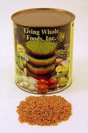 Organic Kamut Seed- 5 Lb- Kamut (QK-77) Grain Seeds- For Flour, Bread, Baking, Cooking, Food Storage, Sprouting