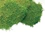 Super Moss 21508 Preserved Sheet Moss, Fresh Green, 5 Pounds