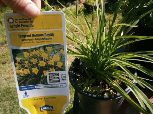 Daylilly Fragrance Return 2.50 QT