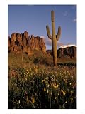 Saguaro Cactus and View of Superstition Mt, AZ Places Photographic Poster Print by William Floyd Holdman, 36x48