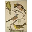 Natural History Birds Cavallini Gift Wrap or Decoupage paper,vintage look poster or print