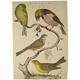Natural History Birds Cavallini Gift Wrap or Decoupage paper,vintage look poster or print