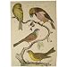 Natural History Birds Cavallini Gift Wrap or Decoupage paper,vintage look poster or print