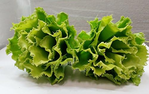 2 Pcs Green Lettuce Artificial Fake Vegetable