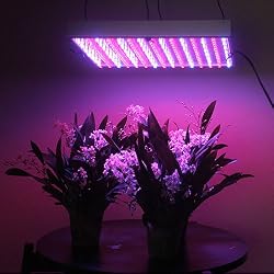 Gojenje rastlin z hidroponske LED Lights
