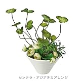 【Massot】インテリアグリーン《センテラ・アジアチカアレンジ》☆陶器入り人工葉通販☆