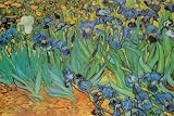 Vincent Van Gogh Garden of Irises Art Print Poster - 24x36 Poster Print by Vincent van Gogh, 36x24 Poster Print by Vincent van Gogh, 36x24