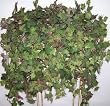 Large Sage Ivy Ledge Garden