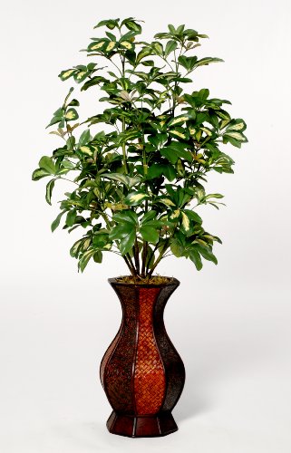 House of Silk Flowers Artificial Variegated Schefflera Floor Plant 24″W x 42″H