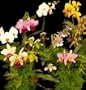 #9754/50 Instant Beginner Orchid Collection!