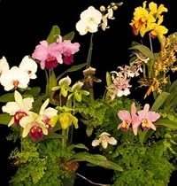 Orchid "Starter" Collection - Gift Plants