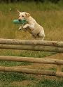 The Gun Dog Training Course