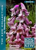 Royal Empress Tree 50 Seeds Paulownia