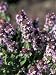 Close-Up of Creeping Thyme Flowers (Thymus Serphyllum) Photographic Poster Print by R. Sacco, 30x40