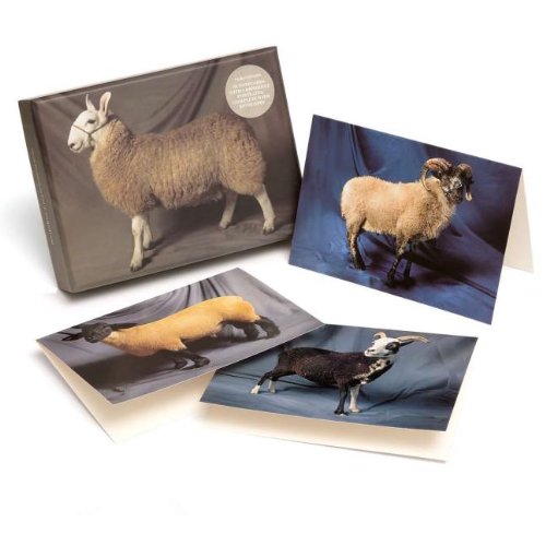 Beautiful Sheep Notecard set