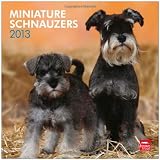 Miniature Schnauzers 2013 - Zwergschnauzer - Original BrownTrout-Kalender