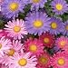 Aster-Single Mix- 50 Seeds Aster-Single Mix- 50 Seeds