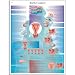 3B Scientific VR2591L Glossy UV Resistant Laminated Paper Contraception Anatomical (Birth Control Anatomical Chart, French), Poster Size 20" Width x 26" Height