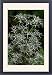 Framed Prints of DAD-1810 Fluela - Part evergreen, hardy perennial from Ardea Wildlife Pets