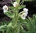himalayan35 - Superba White Himalayan Poppy 20 Seeds Meconopsis