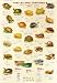 Turtles and Tortoises Poster(#41)