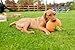 P.L.A.Y. Cute Plush Dog Toys - Fruit & Vegetable Themed Durable Squeaker Chew Toy, Great for Puppies & Small, Medium, Large Dogs - Machine Washable, Recycled Materials (Garden Fresh Pumpkin, Medium)