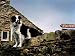 Border Collie on Moss Covered Stone Wall Photographic Poster Print by Jody Miller, 12x9