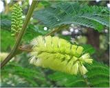 Eigenschaften Seedeo  / Gelbe Seidenakazie (Albizzia lophanta) 40 Korn