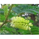 Seedeo Gelbe Seidenakazie (Albizzia lophanta) 40 Samenvon "Seedeo"