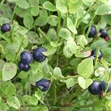 Review Alternative Health & Herbs Remedies  / Alternative Health & Herbs Remedies Huckleberry Blue Star Tea, Loose Leaf , 4-Ounce. Bags (Pack of 6)