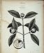 Encyclopaedia Britannica Botany Mangosteen Tree Plant
