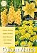 Colour Collection Summer Bulbs - Yellow (Pack of 25)