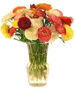 Floral Mini-Ranunculus Flower Bouquet - 30 Stems - Free Fast Shipping - Fresh Cut from California