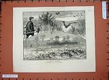 C1880 Falconry England Heron Hawking Game Birds Sport