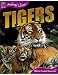 Animal Lives: Tigers