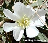 Amazon / Hirts: Seed; Perennial: Bird Cage Primrose 20 Seeds - Oenothera deltoides -RARE