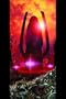 Ultimate Galactus Vol. 3: Extinction (v. 3)