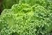 Ornamental Cabbage (kale) - 24