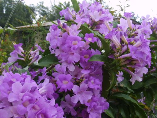 Emeralds TM Semi Tropical Plant Garlic Vine Cydista Aequinoctialis Boughs of Vivid Purple Trumpet Shaped Flowers Spring and Fall 4 Inch Pot