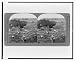 Historic Print (L): Old battlefield, Fredericksburg, Va. - Piedmont Plateau