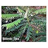 Bilimbi Pickle Fruit 10 Seeds -Averrhoa-Tropical/Bonsai