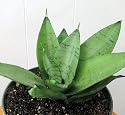 Silver Hahni Snake Plant - Sanseveria - Impossible to kill! - 4" Pot